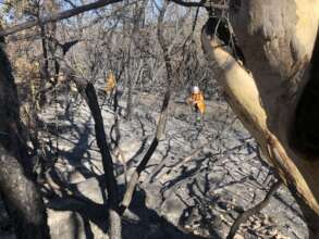 Looking for surviving wildlife