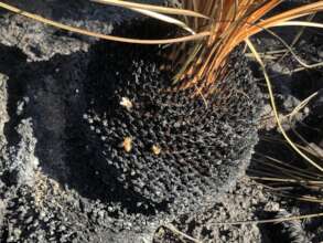 Bees on a burnt grass tree