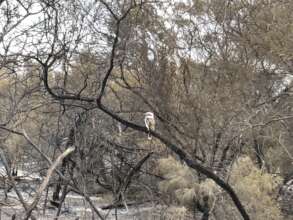 Kookaburra that survived