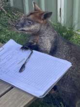 Macropod helper no1with records