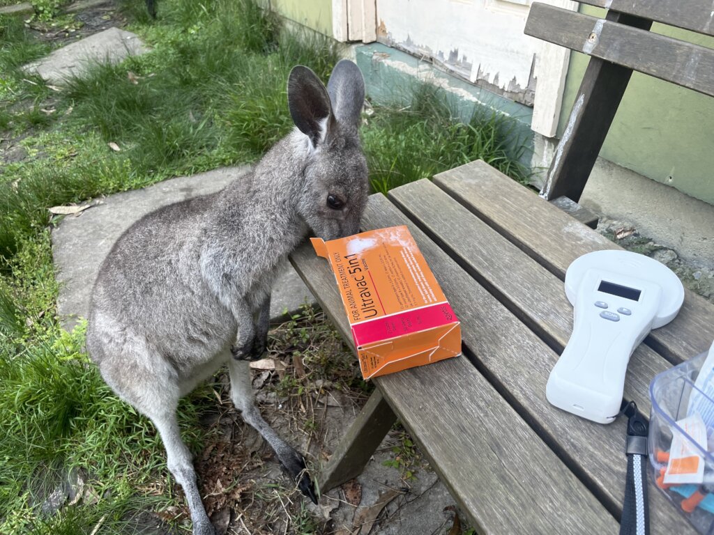 Macropod helper no 2 vaccinations