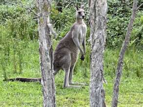 Eastern Grey Kangaroo
