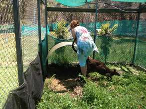 Catching Buxton for his Vet check