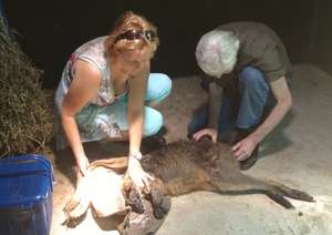 Buxton having his examination