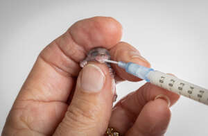 Feathertail Glider Lucky Lucy