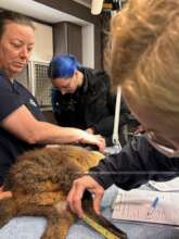 Measurements of Wallaby