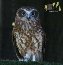 Boo Book Owl another resident in Rehab Facility