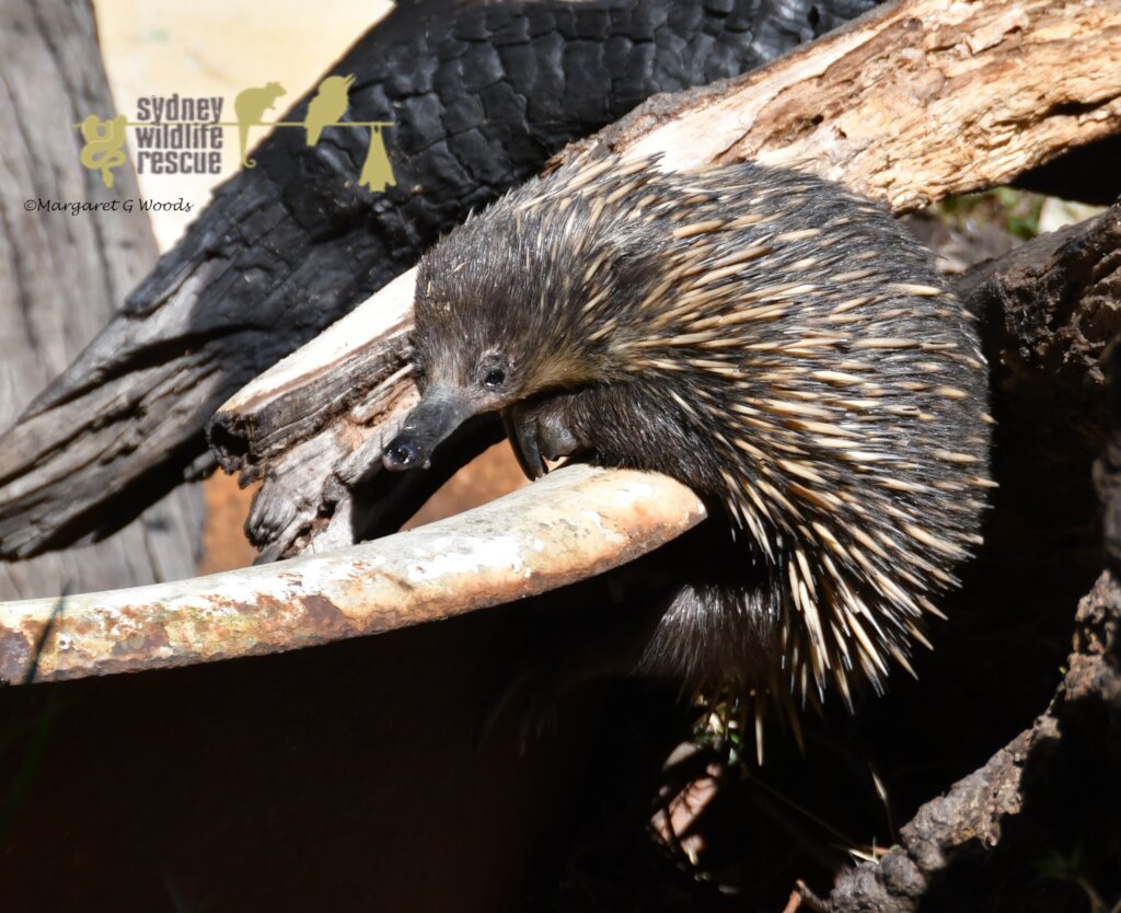 Echidna in care