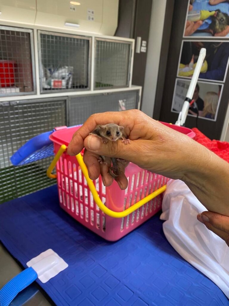 Feathertail Possum vet check before release