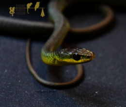 Green Tree Snake Wound on body.