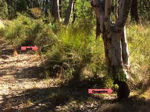 Release of Swamp Wallabies