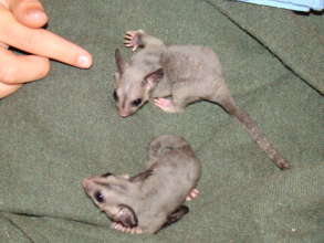 Baby Sugar Gliders