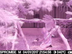 Tawny dinner at 10pm still 40 degrees C