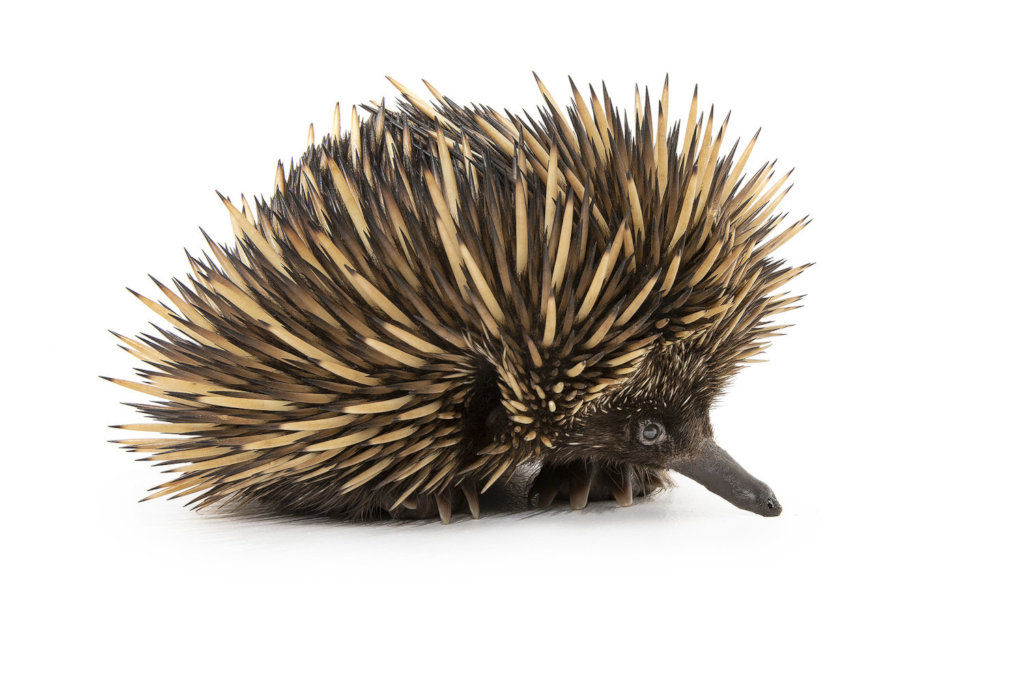 Echidna
