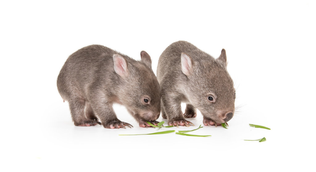 Wombat Joeys
