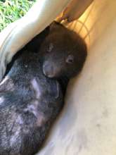 A week after they both arrived, still not relaxed.