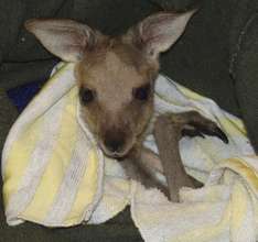 female Eastern Grey Kangaroo joey - I need a name!