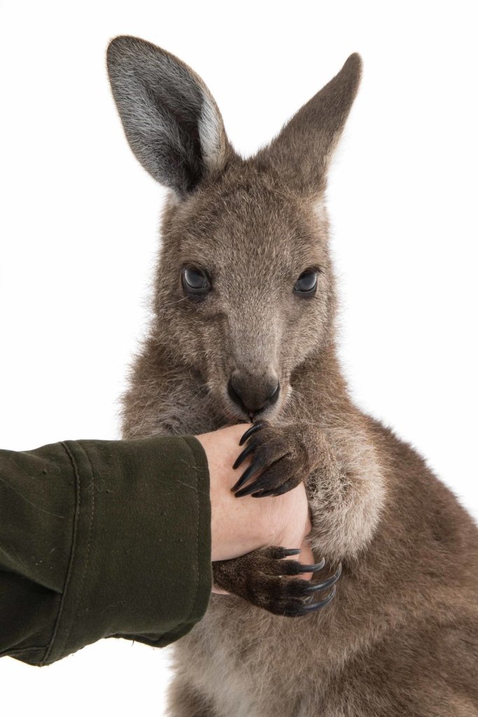 Rehabilitate Wallabies & Other Native Wildlife