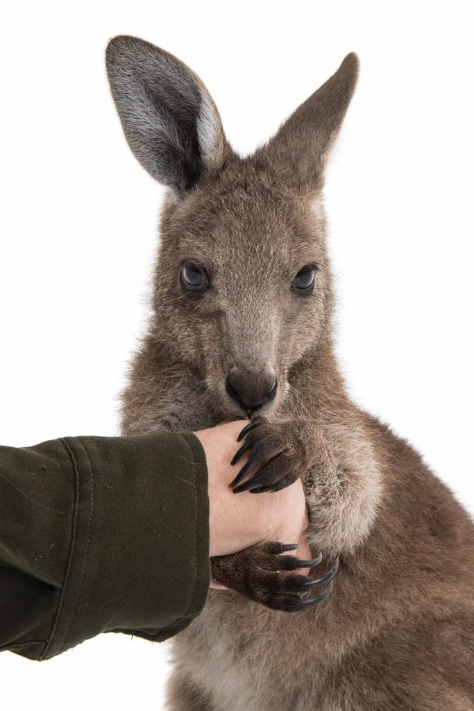 Eastern Grey Kangaroo by Peter Sharp