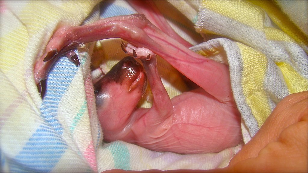 Rehabilitate Wallabies & Other Native Wildlife