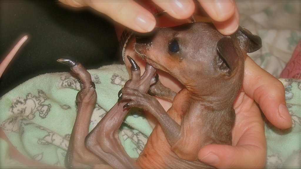 Rehabilitate Wallabies & Other Native Wildlife