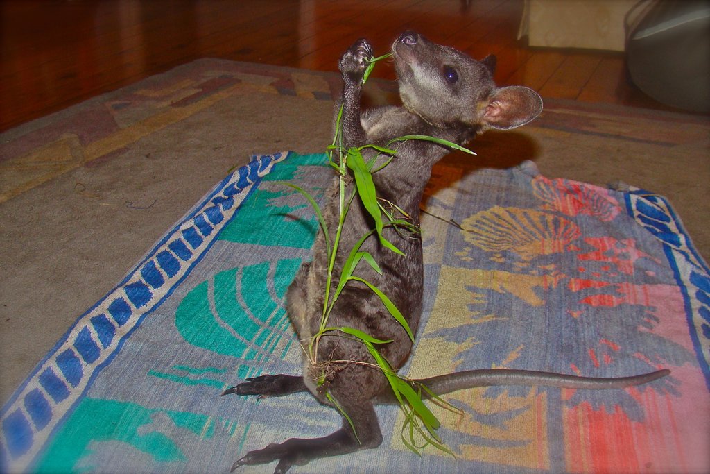 Rehabilitate Wallabies & Other Native Wildlife