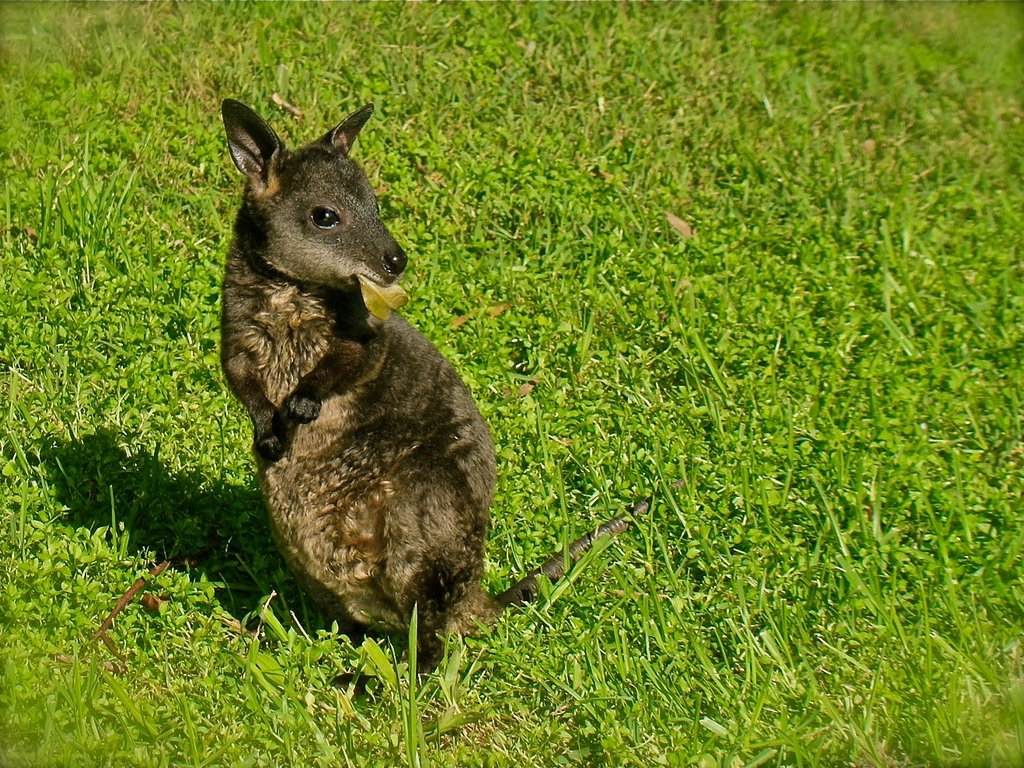 Swamp Wallaby getting some sun and exercise