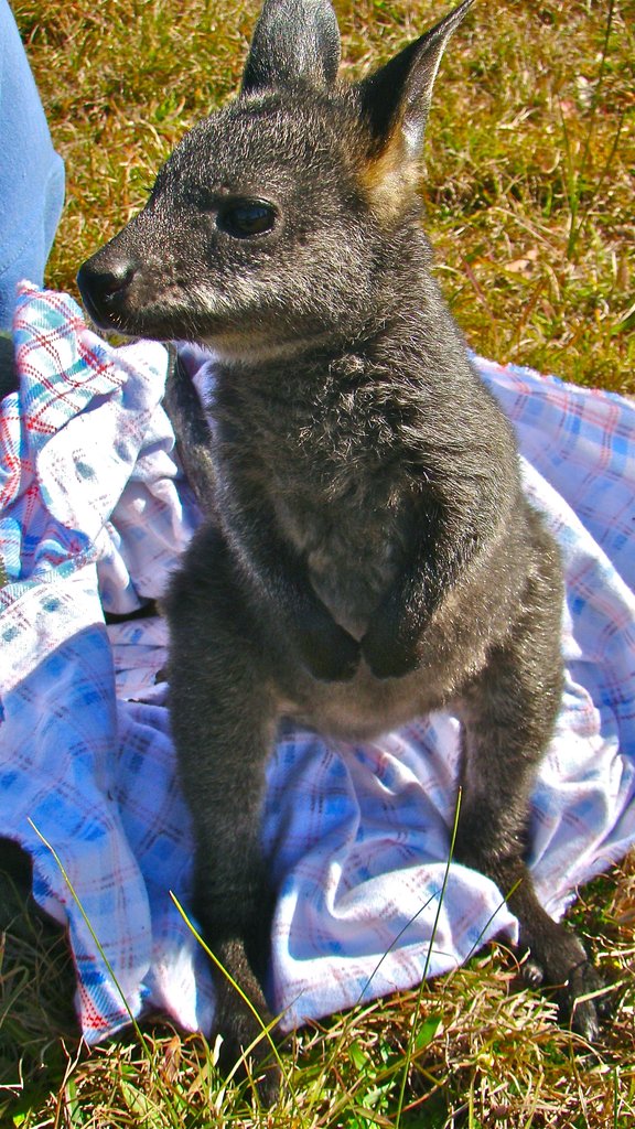 Rehabilitate Wallabies & Other Native Wildlife