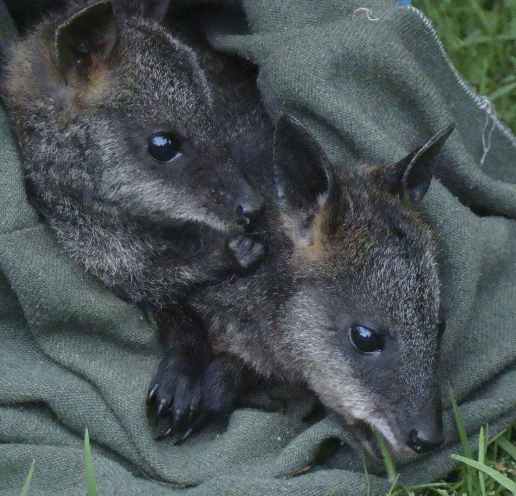 Rehabilitate Wallabies & Other Native Wildlife