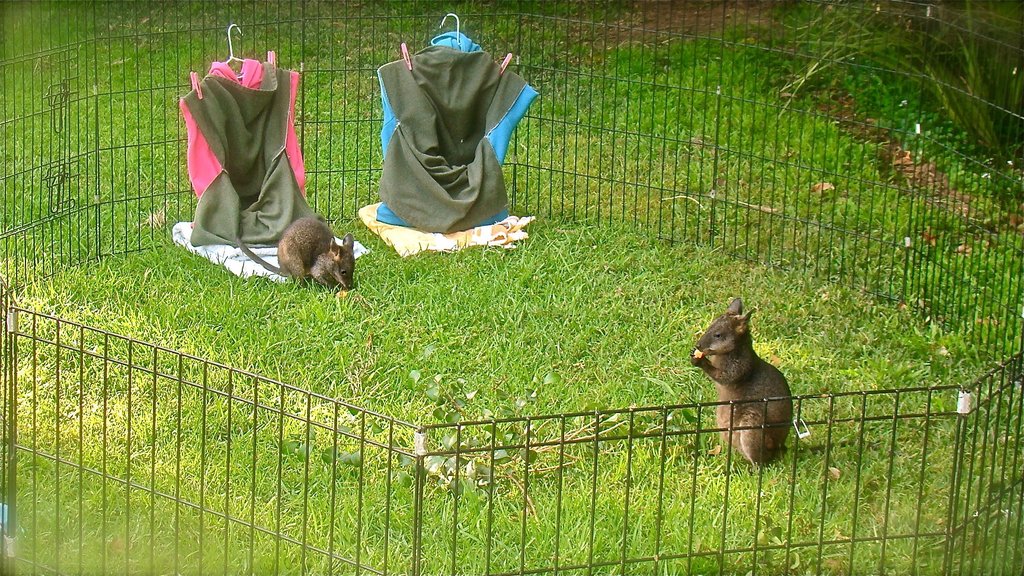 Rehabilitate Wallabies & Other Native Wildlife