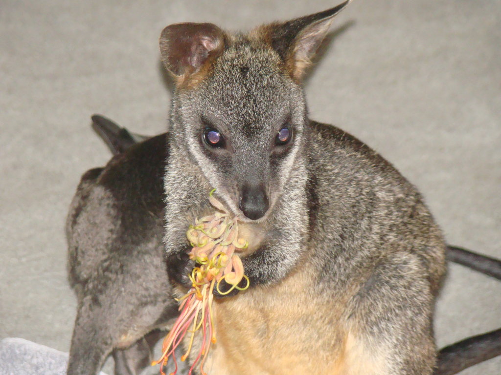 Rehabilitate Wallabies & Other Native Wildlife