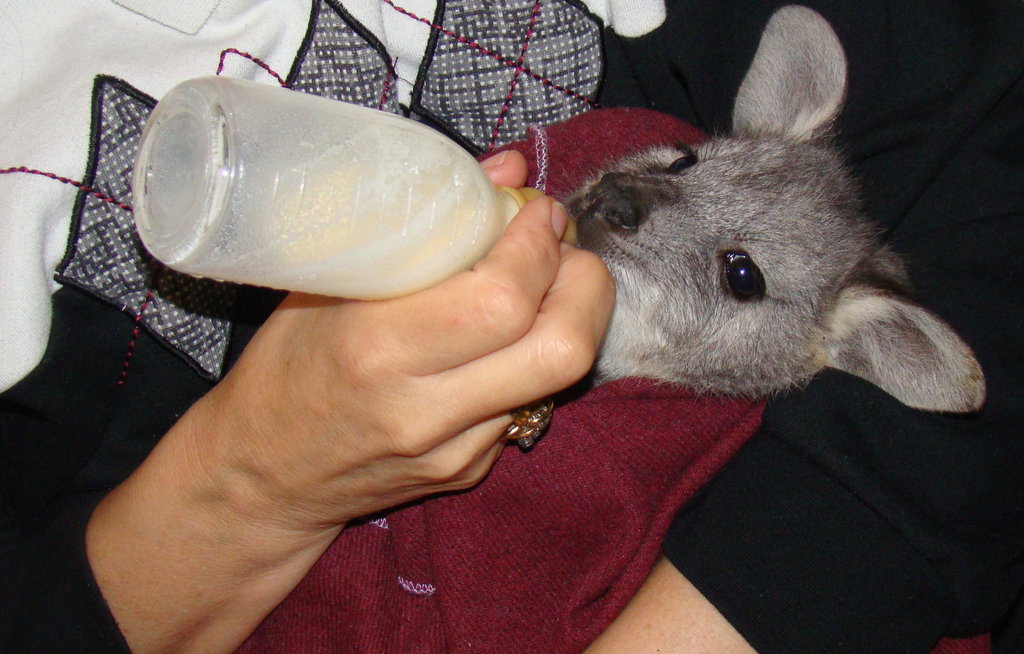 Rehabilitate Wallabies & Other Native Wildlife