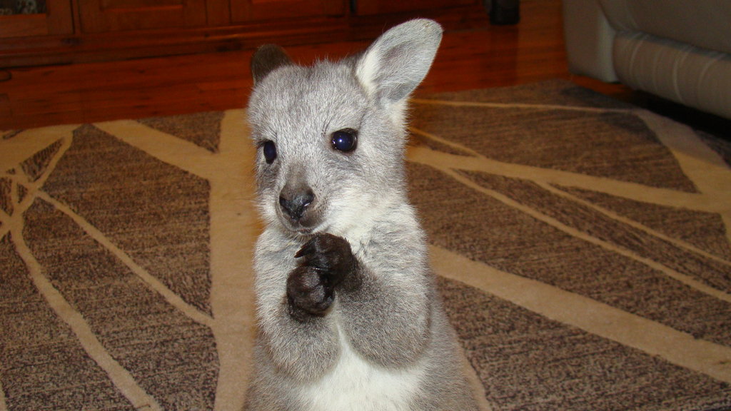 Rehabilitate Wallabies & Other Native Wildlife