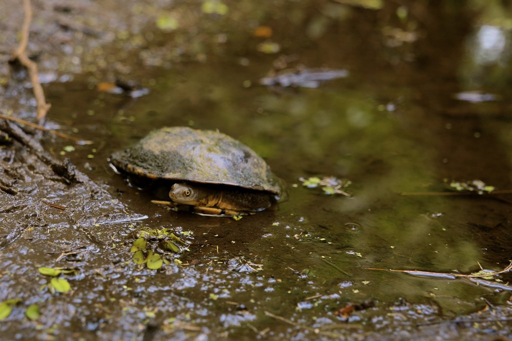 Rehabilitate Wallabies & Other Native Wildlife