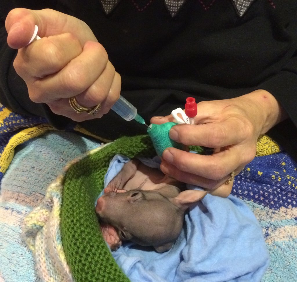 Rehabilitate Wallabies & Other Native Wildlife