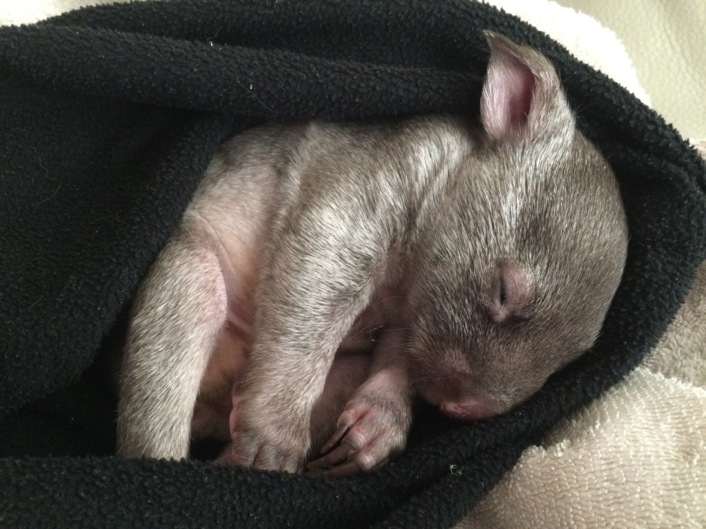 Rehabilitate Wallabies & Other Native Wildlife