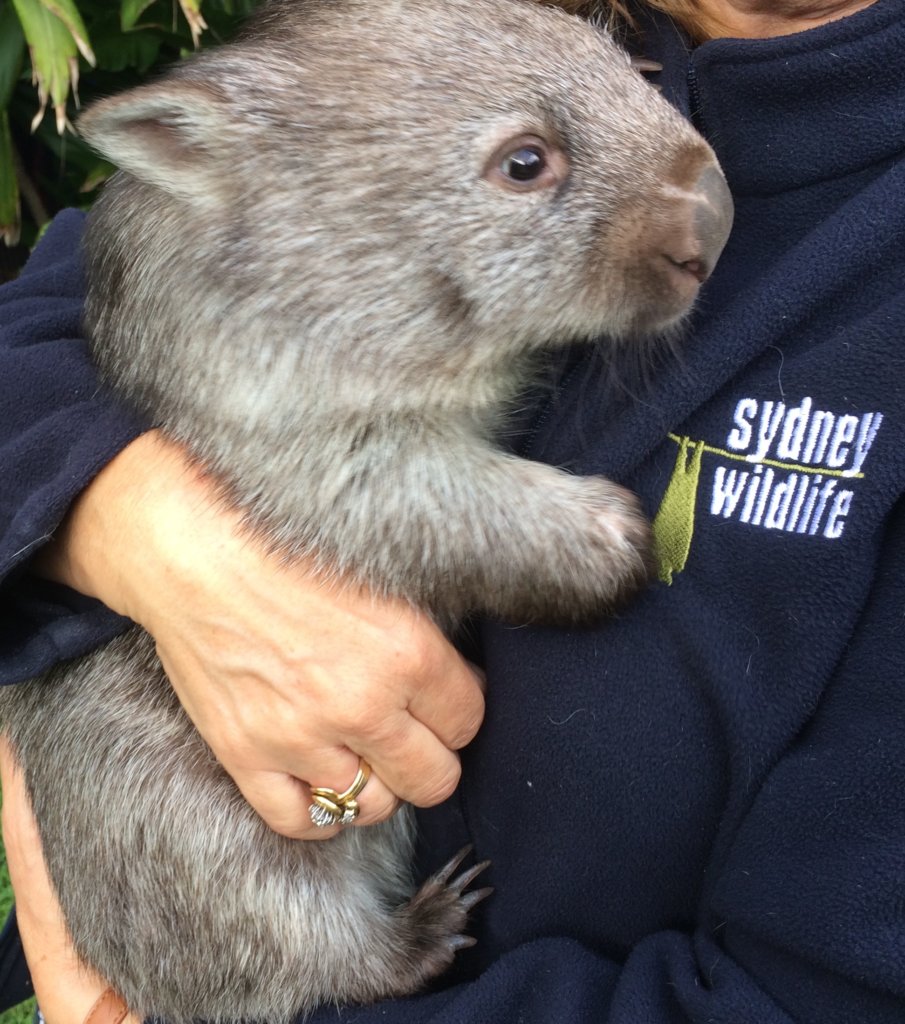 Rehabilitate Wallabies & Other Native Wildlife