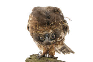 Boobook owl, by Peter Sharp