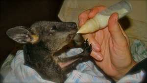 Bottle Feeding Swamp Wallaby