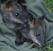 Twin Swamp Wallabies at nine months