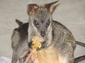 Swamp Wallaby eating Grevillea