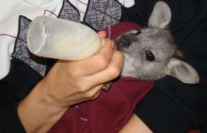 Seven month old Wallaroo being bottle fed
