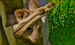 Macropod means Big Foot