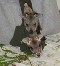 Red Kangaroo and Wallaroo sharing their pouch