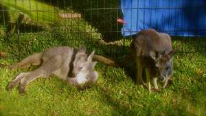 Red Kangaroo and Wallaroo relaxing in the sun