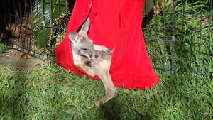 Red Kangaroo grooming