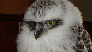 Powerful Owl Chick