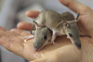 Two baby Bandicoots