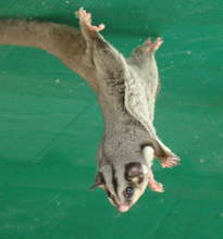 Sugar Glider hanging from top of enclosure