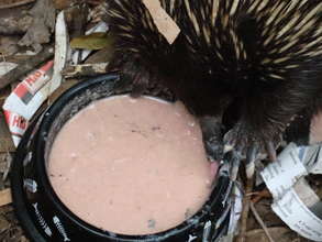 Echidna feeding before release